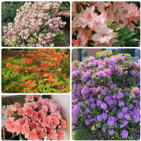 Rhododendron, balkonpflanzen Azaleen, winterharte für garten bio alte sorten 500pcs