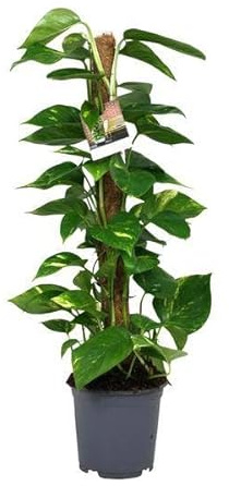 Efeutute Scindapsus Epipremnum – Ø19cm – 80cm – Pflegeleichte Rankpflanze & luftreinigende Zimmerpflanze – Große Grünpflanze für Wohnzimmer, Büro & Wintergarten