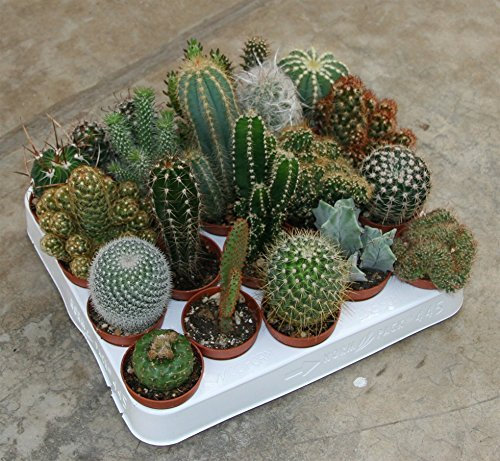 piante grasse mix cactus e succulente mix da 20 pz vaso diametro 5 MONDONATURA SRL