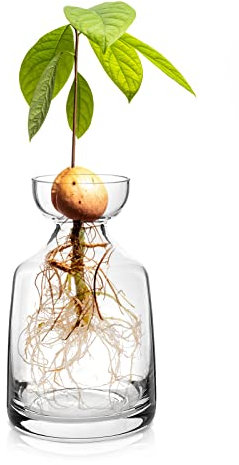 Yaoxianwu Glass Avocado Tree Flower Vases - Avocado Tree Growing Kit Flowers Pot Acorn Plant Glass Bulb Vase for Home Table Desk Indoor Decor1