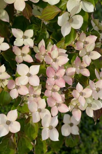 Japanischer Blumen-Hartriegel Cornus kousa Dwarf Pink 40-60 cm winterhart | Rosa Blüten, dekorative Rinde, herbstliche Laubfärbung, sonnig bis halbschattig, schnittverträglich, kompakter Wuchs