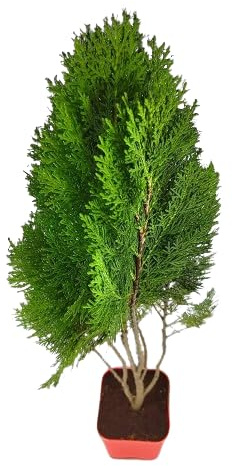 Thuja Planta de Exterior Natural y Fácil de Mantener