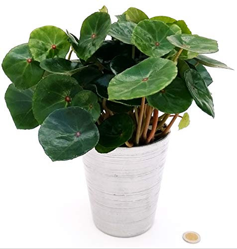 POWERS TO FLOWERS - BEGONIA REX CONCHIFOLIA, IN VASO CERAMICA ARGENTO, pianta vera