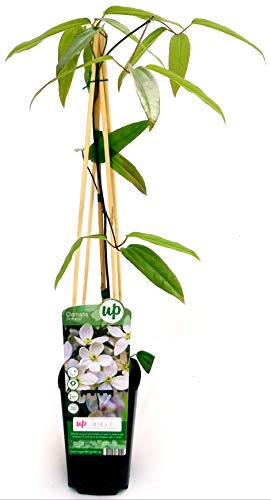 POWERS TO FLOWERS - CLEMATIS ARMANDII, pianta vera