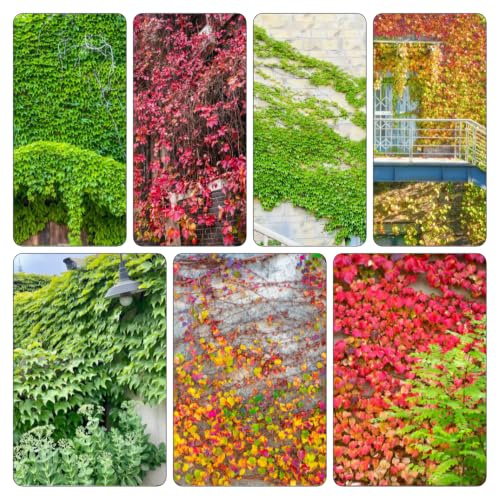Parthenocissus tricuspidata - giardino esotiche resistenti 225semi