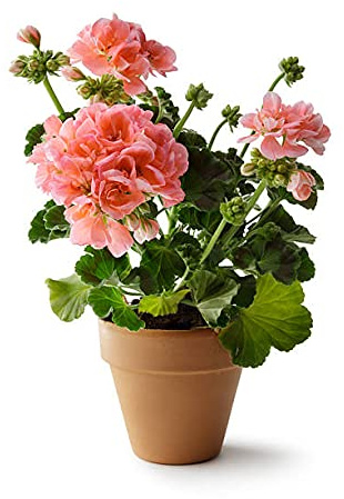 Geranio con Flor con Maceta de Cerámica Tradicional Planta Viva para Terraza o Jardín