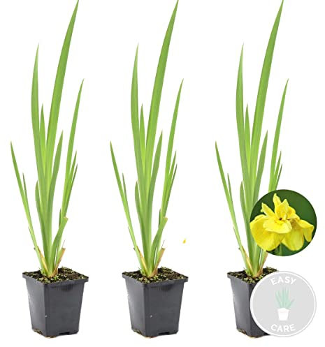 Bloomique - Set de 3 - Iris pseudacorus - Lirio amarillo - Plantas de estanque - Acuáticas - Resistente al frío - Altura 20-30 cm - Maceta 9 cm