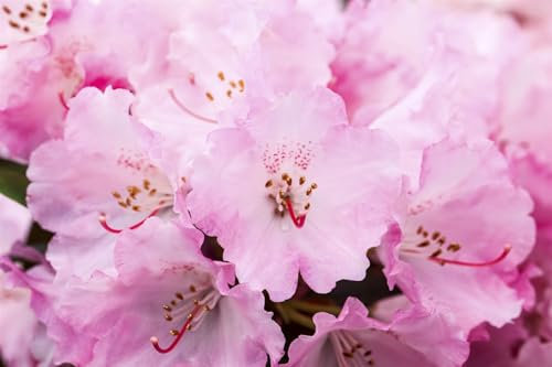 Rhododendron yakushimanum 'Heinje's Zauberflöte' 80 cm Stammhöhe – Immergrün, Winterhart, Mehrjährig – Rhododendron – Kübelpflanze für Terrasse & Garten