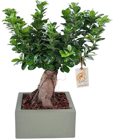 I GIARDINI DI GIULIA - Bonsai Ficus Ginseng in Vaso Minos 25x25 cm | Pianta Decorativa da Interno, Facile da Curare | Altezza 50 cm, Ideale per Casa e Ufficio (Verde)
