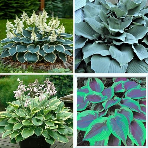 [VCUYHKMB] Funkien winterhart kaufen - Hosta Winterhart - Premium Funkien Rhizome zum Direkten Kaufen-4Rhizome-F