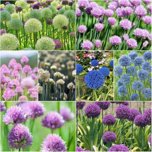 allium winterhart mehrjährig - frühlingsblumen exotische deko - Seltene serie - zierlauch winterhart mehrjährig blumenzwiebeln pflanztopf 10zwiebeln