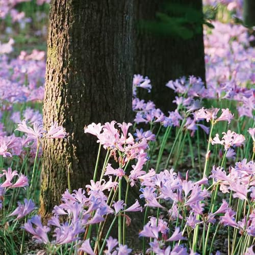 Bulbi di giglio ragno, bulbi di giglio sangue resistenti per giardini rocciosi decorazioni da giardino per esterni Perenni resistenti gli amanti del giardino 6pcs