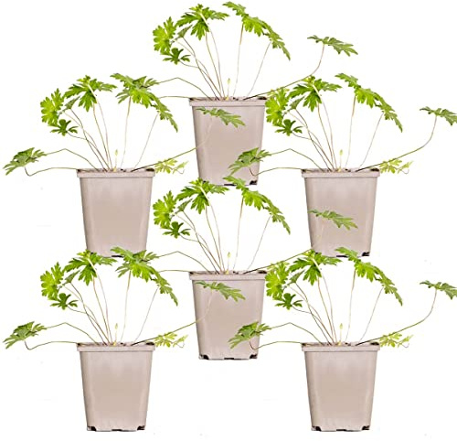 Bloomique - Lot de 6 - Geranium Johnsons Blue – Géranium vivace – Fleurs bleues – Rustique – Hauteur 10-20 cm – Pot 9x9 cm