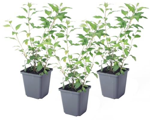 Plant in a Box - Solanum Rantonnetii 'Nachtschatten' - Set von 3 - Blühender Strauch - Topf 9 cm - Höhe 25-40 cm