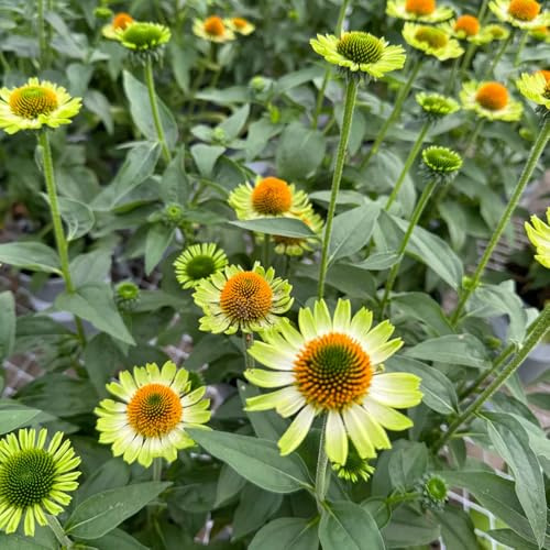 semillas de equinácea orgánicas - exóticas de jardín resistentes exteriores variedades antiguas 700pcs