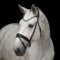 Kieffer Trensenzaum Elli - Schwarz Größe: Warmblut Farbe: schwarz/schwarz unterlegt