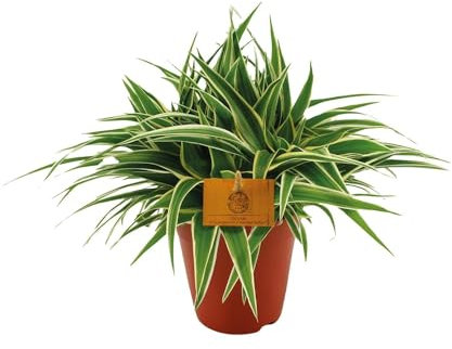 Grünlilie - Chlorophytum Ocean - Zimmerpflanze - Ø15cm - 25cm