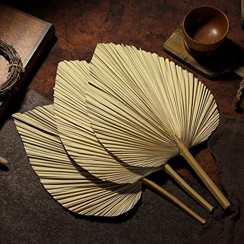 SggvecSy Palm séché Feuilles 3 pièces 18,5 '' Palme séché Naturel Spears Grands Ventilateurs de Palmier séché Bouquet de Fleurs séchées pour la Maison de Mariage de Mariage Boho