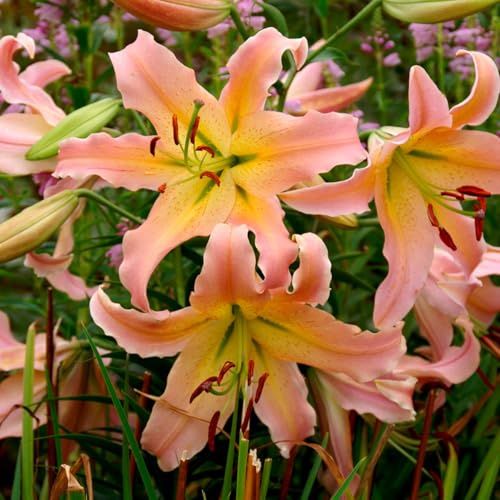 Giglio orientale in vaso - Varietà nana - Non cresce slanciato - Fiorisce rapidamente-8 PCS-B