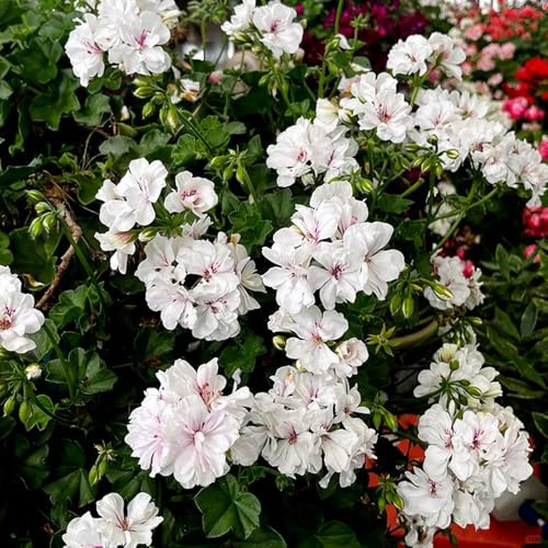 semi di geranio resistenti, balcone decorazione soggiorno giardino da ufficio biologici 1000pcs