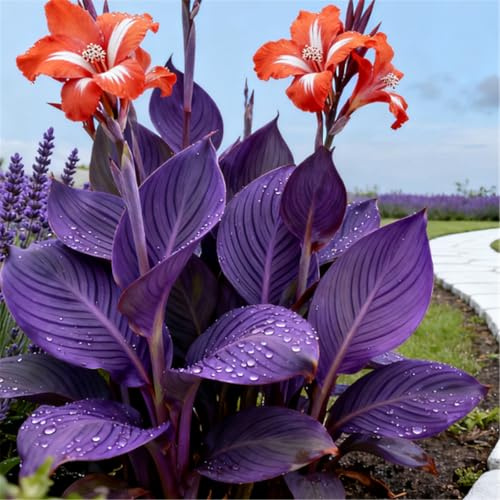 Lirios Canna gigantes, resistentes al frío, cultivados profesionalmente, ideales para crear hermosos paisajes de jardín-1 root-F