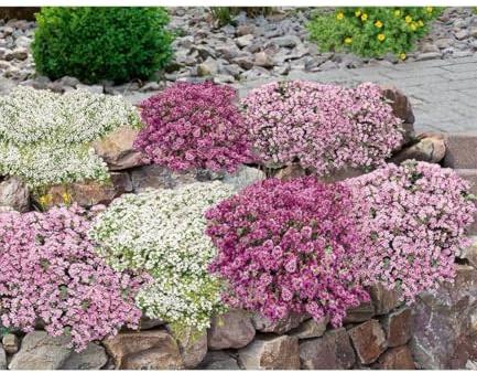 BALDUR Garten 18er Bodendecker-Set Thymian, Pflanzen im 9x9 cm-Topf, locken Bienen und Insekten an, intensiver Duft, winterhart, trockenheitsresistent, pflegeleicht, ideal für Beet & Naturgarten