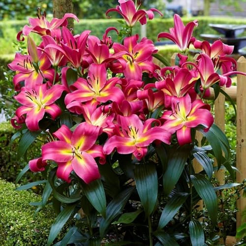 2 x Lilium OT Hybrid Treelilies Empoli – Dark Pink Blooms – Extra Large Flowers on Tall Stems – Spring Flowering Bulbs – Perennial – for Your Beautiful Garden