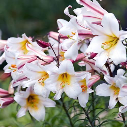 Lirio Oriental - Esencial para el Diseño de Jardines, Múltiples Variedades Disponibles, Larga Floración-6 PCS-F