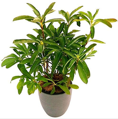 POWERS TO FLOWERS - AZALEA MOLLIS ARANCIO XXL, VASO 26CM, AZALEA DA ESTERNO, pianta vera