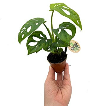 Monstera Adansonii | Colección MiniPlanta | DECOALIVE | Plantas Naturales de Pequeño Tamaño para Verlas Crecer