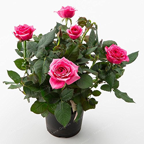 Nouvelles Graines De Rosiers Miniatures Pour Jardin Rose Paquet De 100 Graines