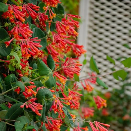 geißblatt - winterharte kübelpflanzen, herbstblumen winterhart heilkräuter balkon bio 200samen