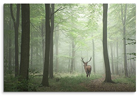 Sinus Art Wandbild 120x80cm Landschaftsfotografie – Hirsch im Nebelwald
