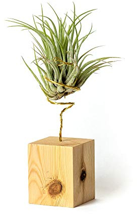 PLANDAIRE Echte hängende Tillandsia-Pflanzen mit Ständer - lebende Luftpflanzen - Windtochterpflanze Echte Zimmerpflanze - Air Plant - Zimmerpflanzen Luftpflanzen (Kiefernholz)