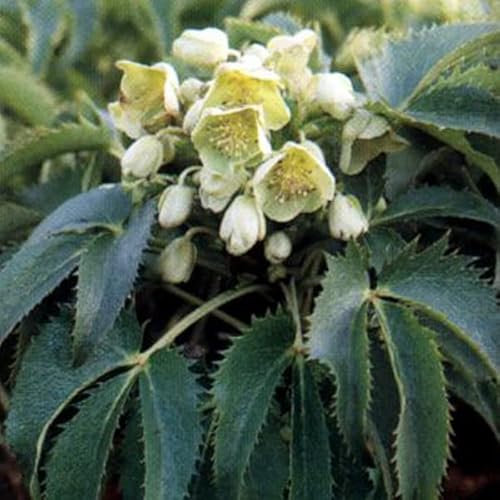 6 x Funkie 'Francee' - Hosta 'Francee': Grüne Blätter mit weißen Rändern.