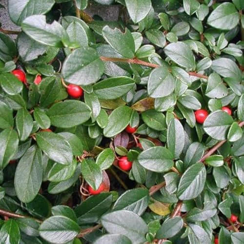 6x Teppichmispel - Cotoneaster dammeri - Topf 9x9cm - Immergrüner Bodendecker