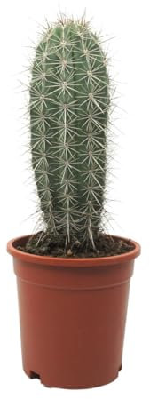 Exotenherz Grauer Riese - Säulenkaktus - Pachycereus pringley - pflegeleicht - 17cm Solitärpflanze