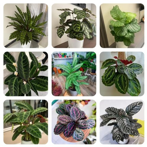 calatheasamen - exotische winterhart mehrjährig, balkon deko 100pcs