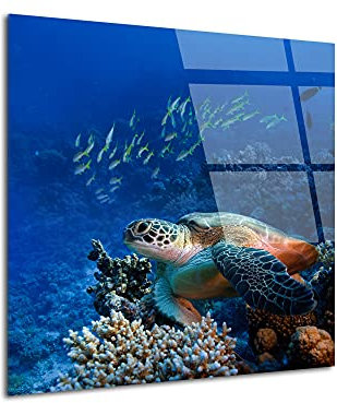 DECLINA Tableau Tortue verre acrylique décorative, Tableau verre acrylique, impression sur Plexis, 30x30 cm