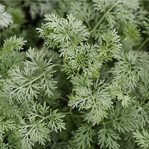 Artemisia Arborescens Powis Castle Artemisia arborescens Brass Band Wormwood Half-Hardy Perennial Evergreen Shrub Silver Edging 1 Litre Pot x 1 by Thompson and Morgan