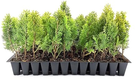Berkman's Gold Arborvitae | 10 Live Plants | Platycladus orientalis 'Aurea Nana' | Compact Evergreen Shrub for Borders | Vibrant Golden Foliage Accent