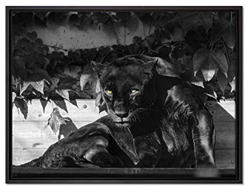 Pixxprint schwarzer Panther Leinwandbild 80x60 cm im Bilderahmen, Wandbild, Schattenfugenrahmen, Kein Poster