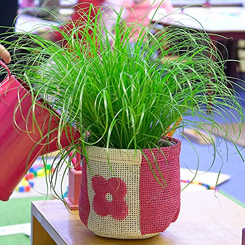 Cyperus Zumula | 20-30cm getopftes Katzengras| Graßige innenraum Pflanze, sicher für Katzen
