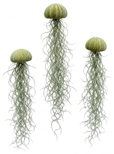 Trendyairplants 3er-Set Quallen mit Grünen Seeigeln und Tillandsia Usneoides - Luftpflanzen für Innenräume - Pflegeleicht - Handgefertigt