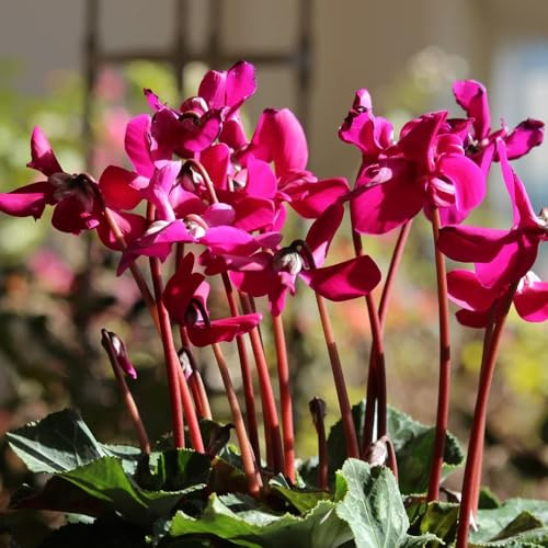 Semi di ciclamino, serre da balcone decorazione del soggiorno da balcone esotiche giardino di perenni decorazione 55pcs