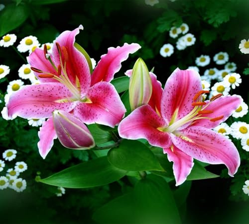 Giglio Bulbi, piante erbacee perenni, lilium in vaso, profumate, pianta lily(Non artificiali)-10 Bulbi-E