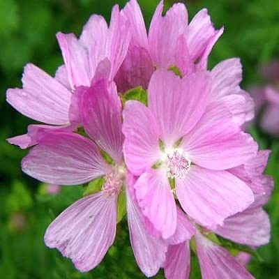 6x Moschus-Malve 'Rosea' - Malva moschata 'Rosea' - Topf 9x9cm - Rosa Blütenstaude