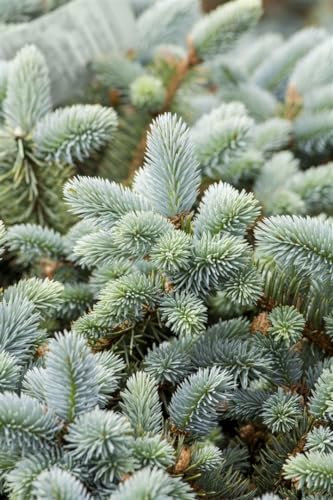 Picea pungens glauca 40-60 cm - Blau-Fichte, silberblaue Nadeln, ideal als Solitärpflanze, winterhart, pflegeleicht