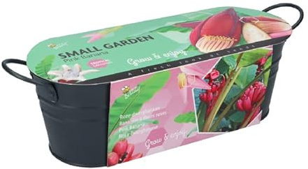 Extragoods Fröset odling set zinkpanna rosa dvärgbanan liten trädgård rosa banana tropisk inomhusväxt, grön