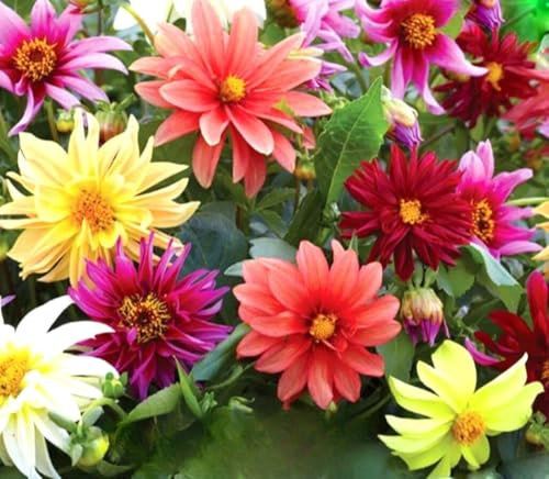 Dahlia Variabilis Dwarf Starlight - 30 Seeds + Plant tag + Freebie Large Starry Flowers Uniform Plant